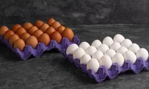 Eggs Red 20